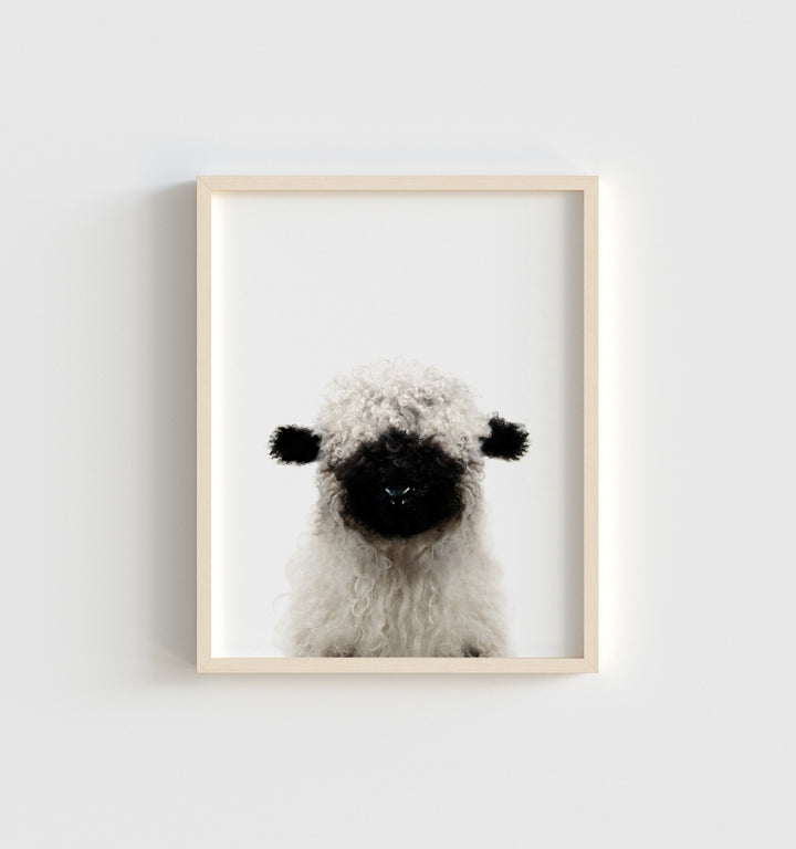 Baby Blacknose Sheep