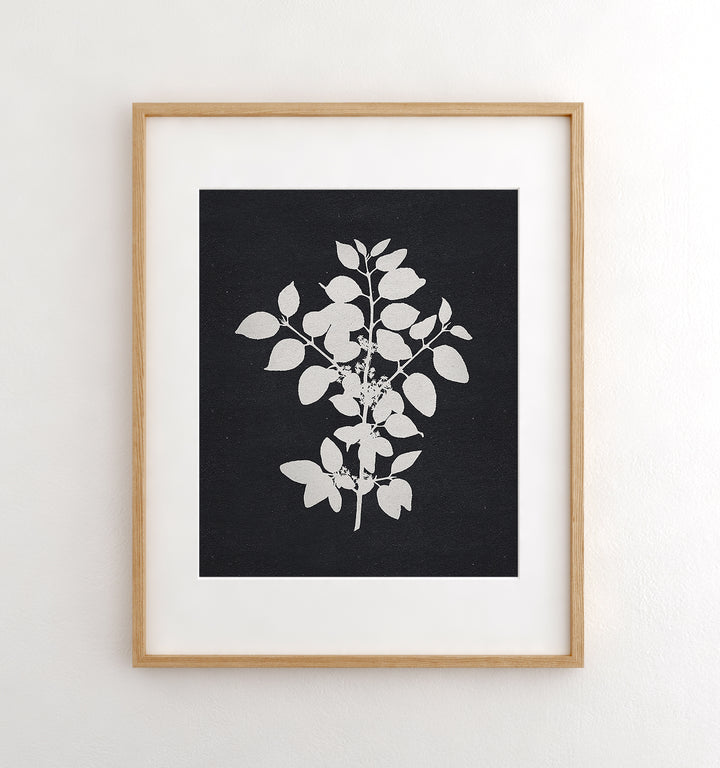 Botanical Silhouette No. 1