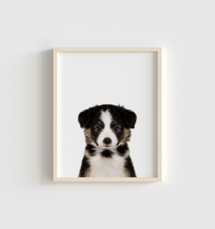 Baby Australian Shepherd Puppy