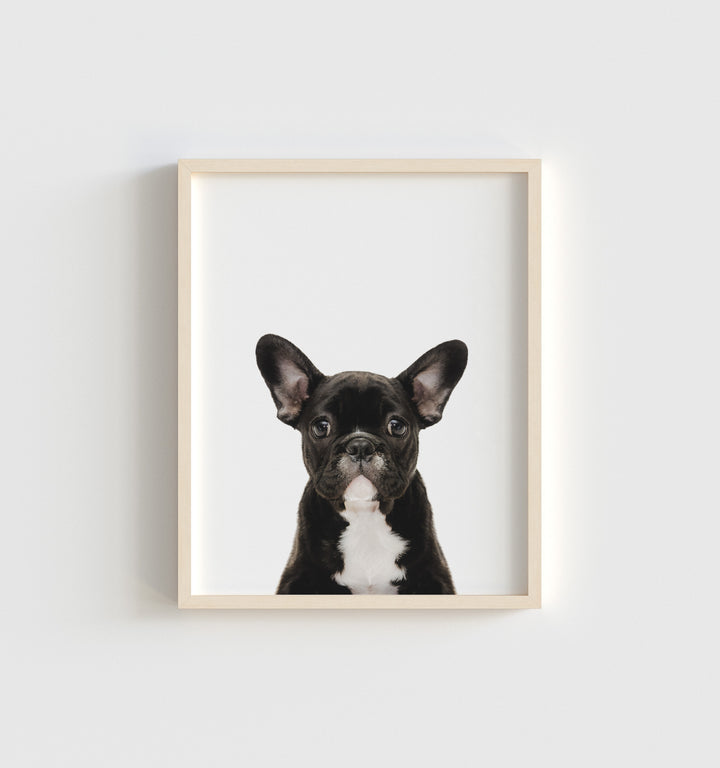 Baby Puppy French Bulldog