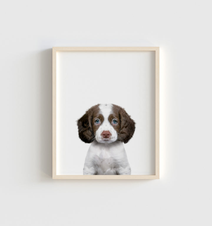 Baby Puppy Springer Spaniel Portrait