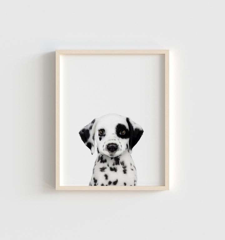 Baby Puppy Dalmatian