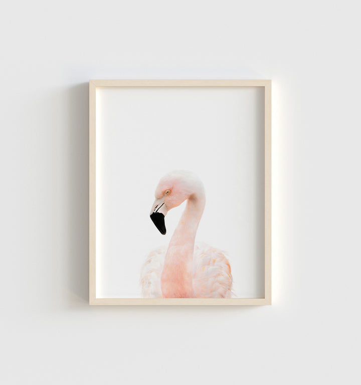 Baby Flamingo