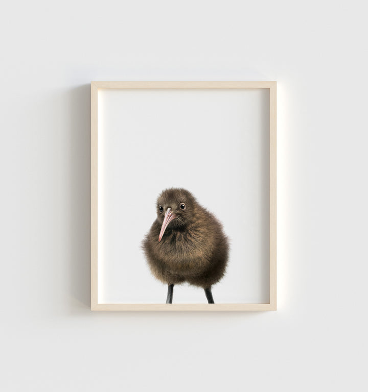 Baby Kiwi Bird
