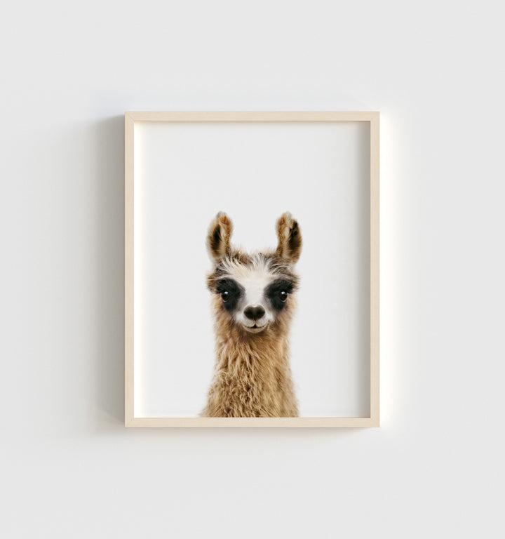 Baby Llama