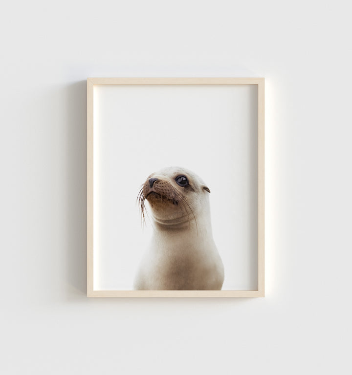 Baby Sea Lion