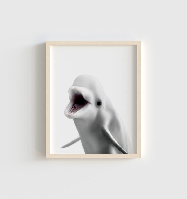 Baby Beluga Whale
