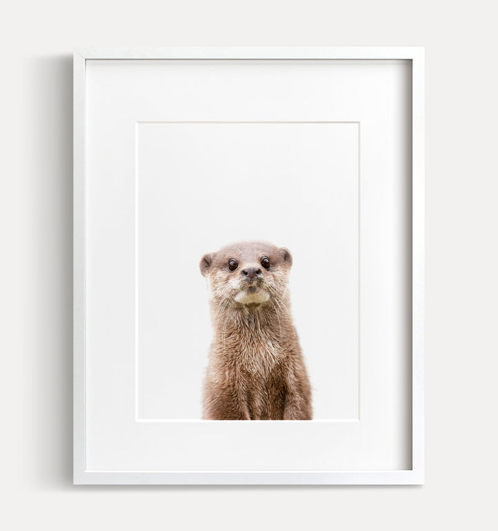 Baby Otter