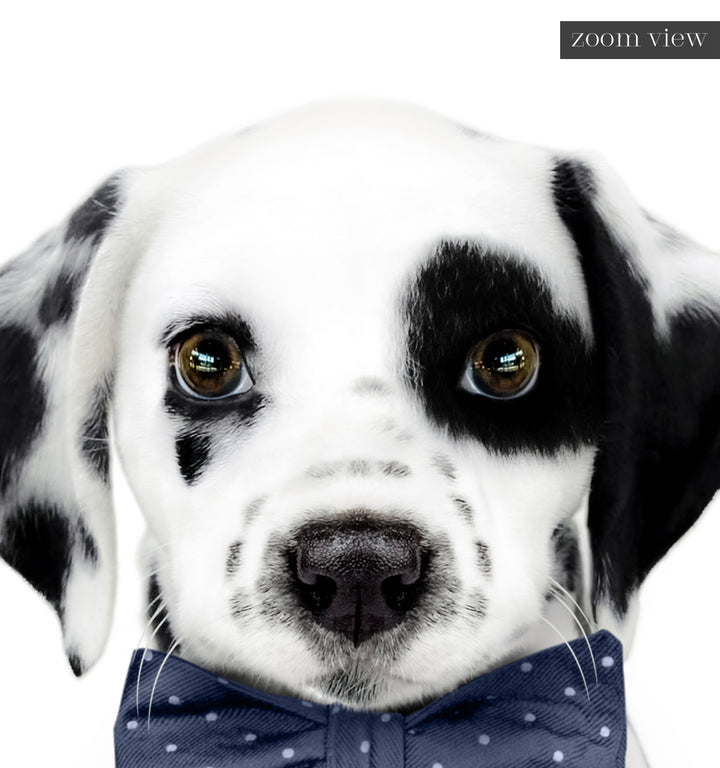Baby Puppy Dalmatian