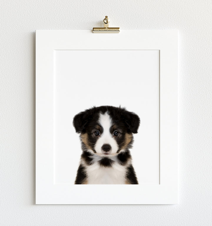 Baby Australian Shepherd Puppy