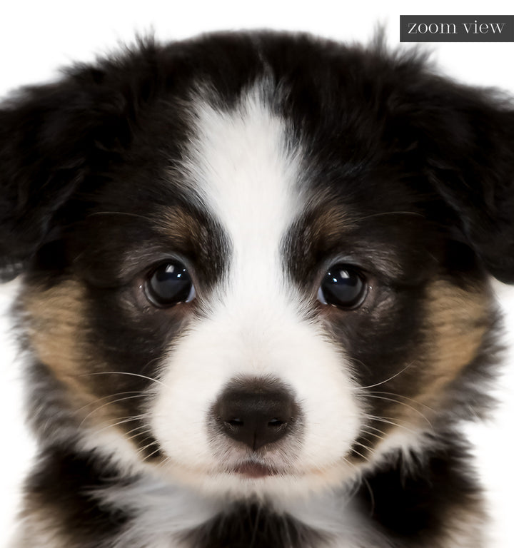 Baby Australian Shepherd Puppy