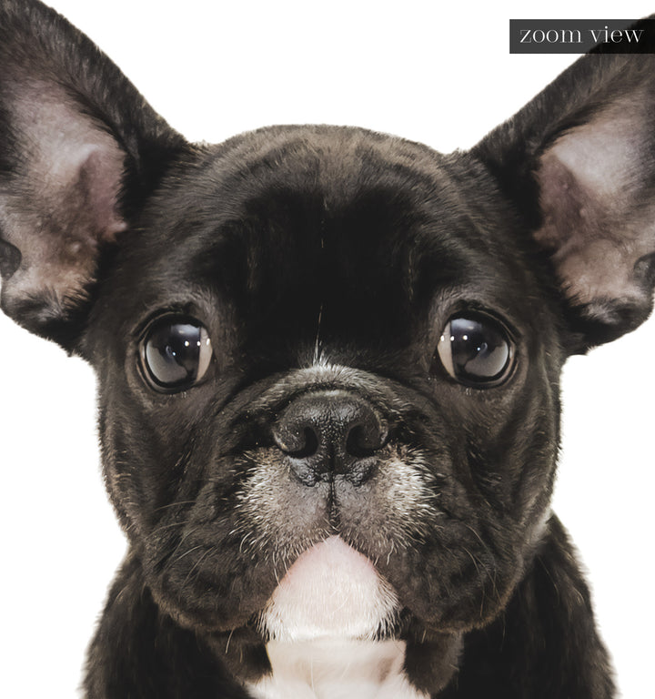 Baby Puppy French Bulldog