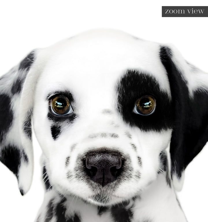 Baby Puppy Dalmatian