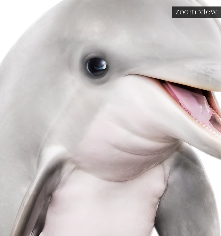 Baby Dolphin