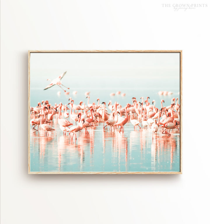 Flamingo flock