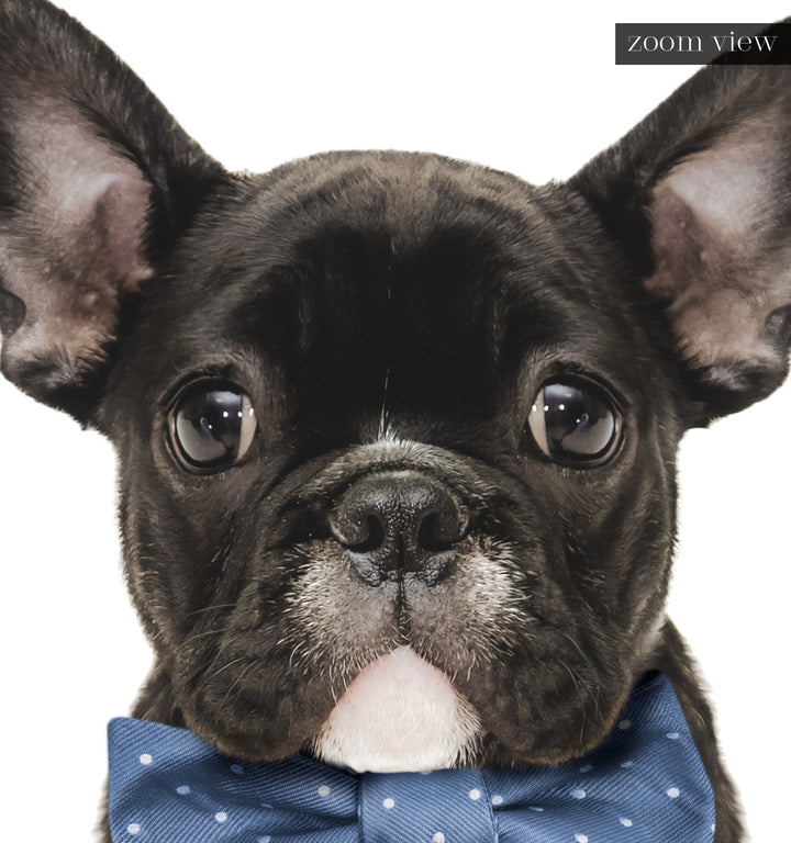 Baby Puppy French Bulldog