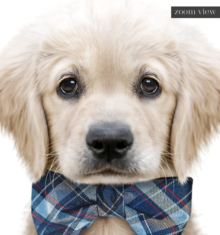 Baby Puppy Golden Retriever Portrait
