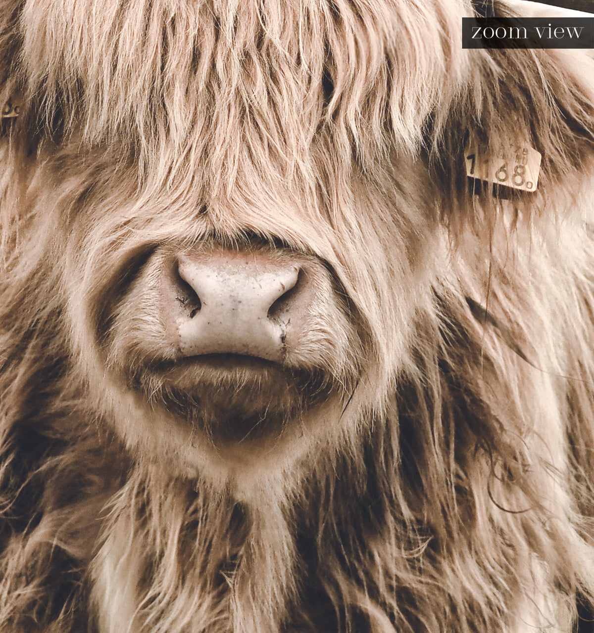 Highland Cow No. 3 — Framed