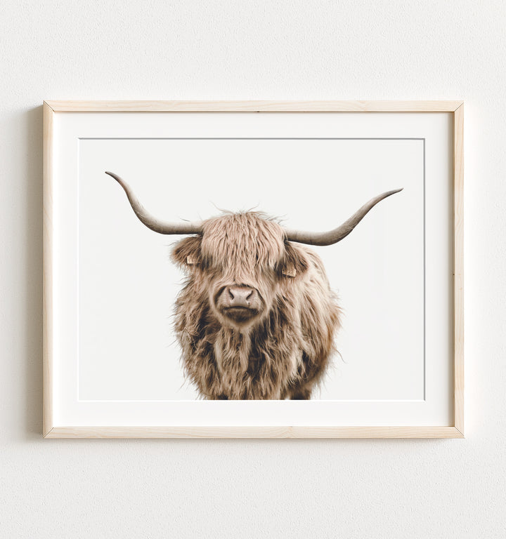 Highland Cow No. 3