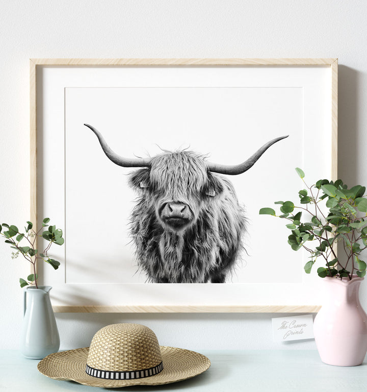 Highland Cow No. 3, Black and White