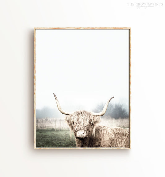 Highland Cow No. 2