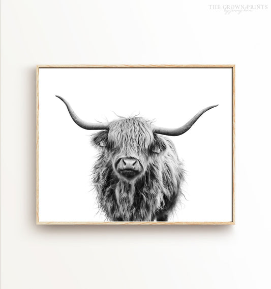 Highland Cow No. 3, Black and White