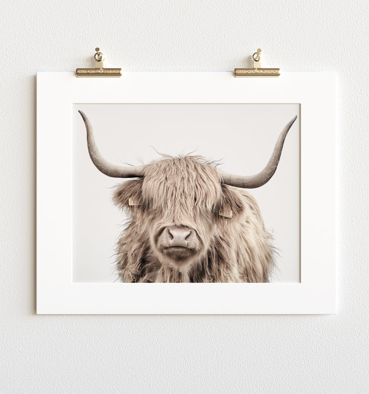 Highland Cow No. 3 Head Shot