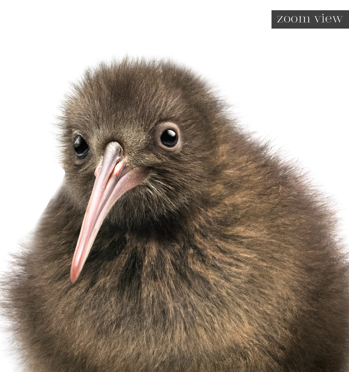 Baby Kiwi Bird