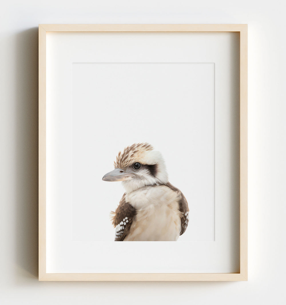 Baby Kookaburra Art Print - Nursery Animal Decor for Babies