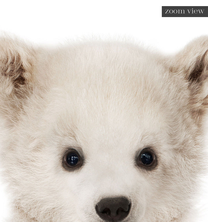 Baby Polar Bear