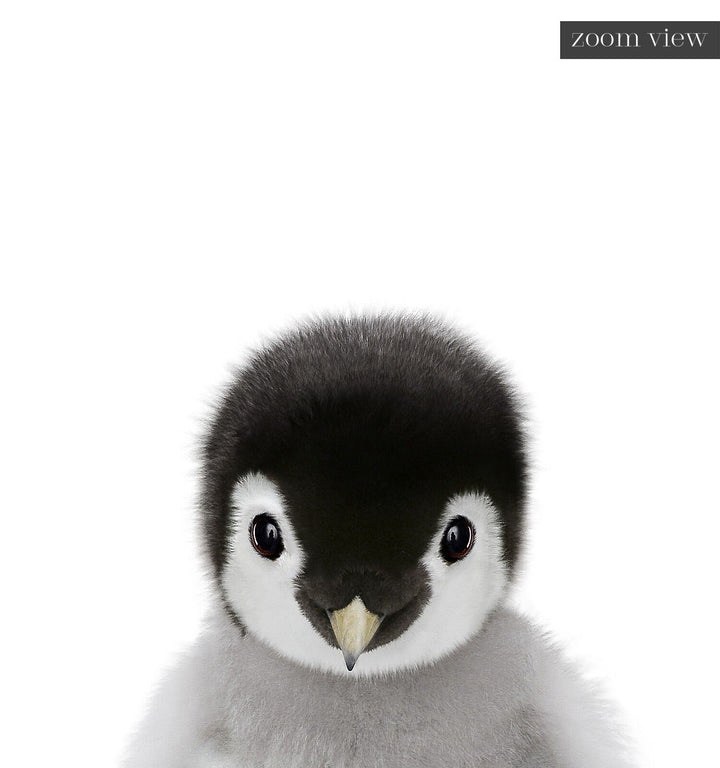 Baby Penguin