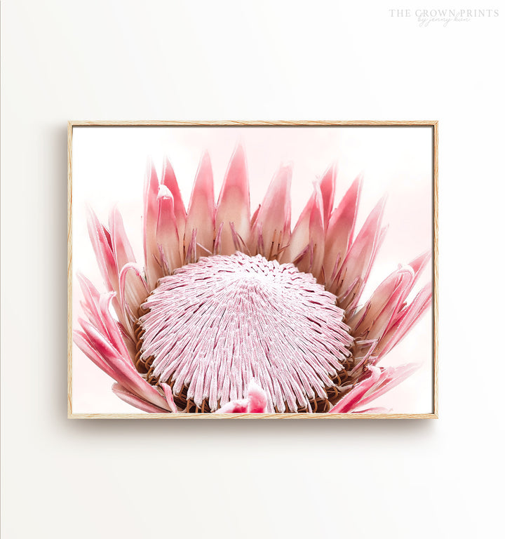 Protea