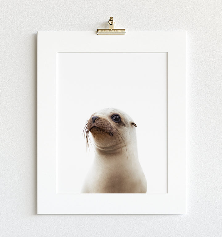 Baby Sea Lion