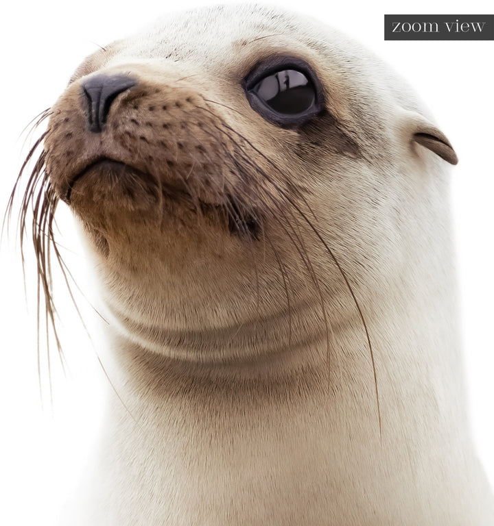 Baby Sea Lion