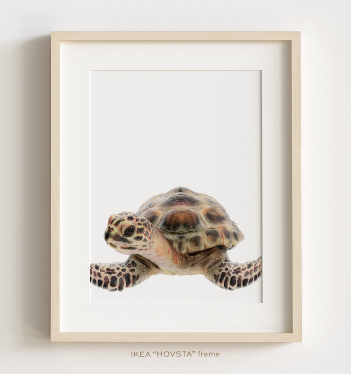 Sea Animals Set of 6 Nursery Decor Art Prints