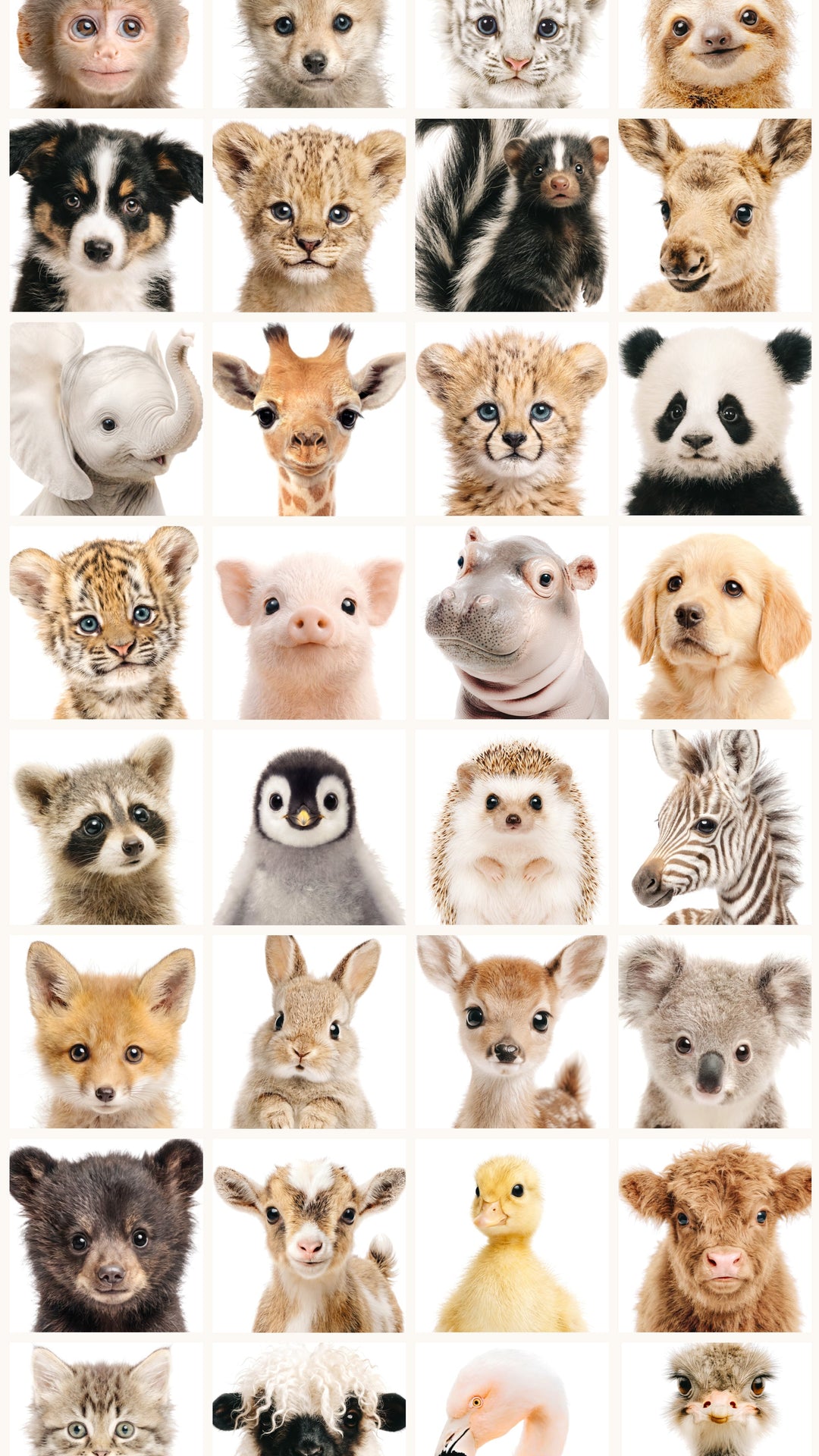 Why Children Connect Emotionally with Animal Portraits