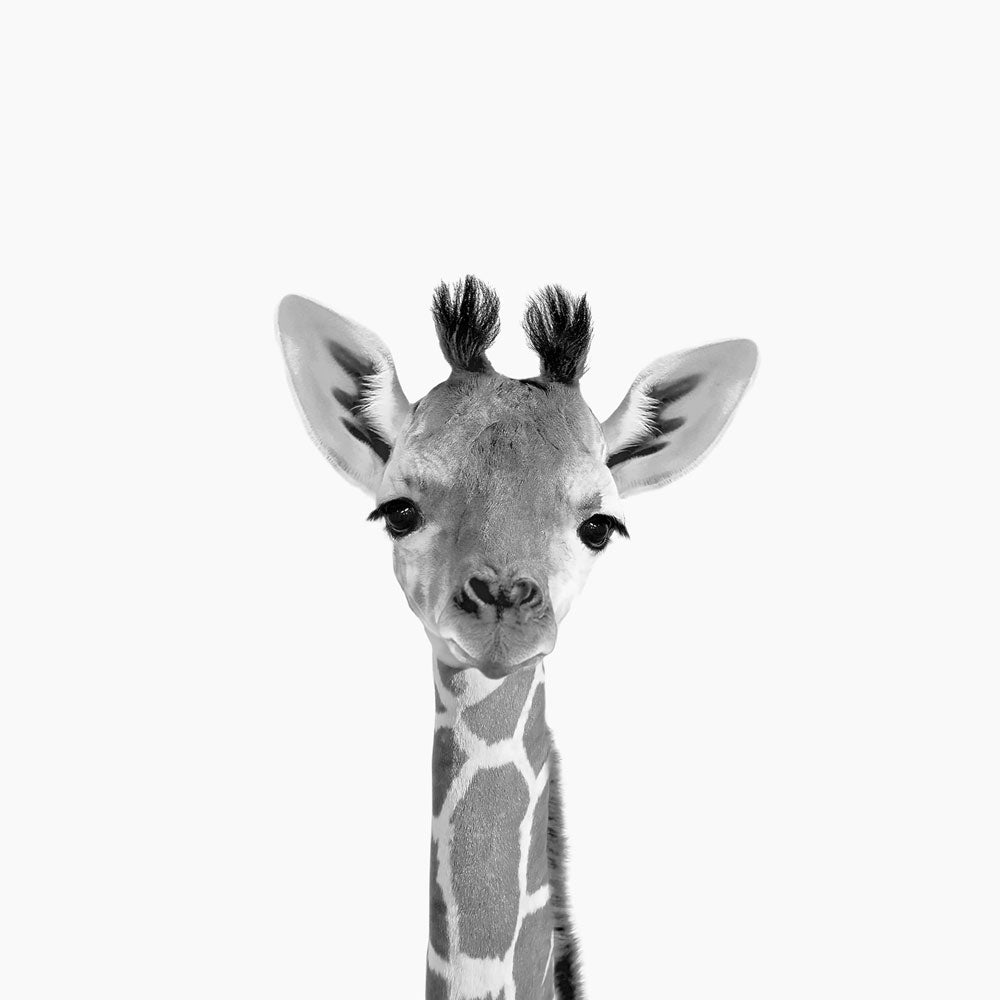 Animals in Black & White
