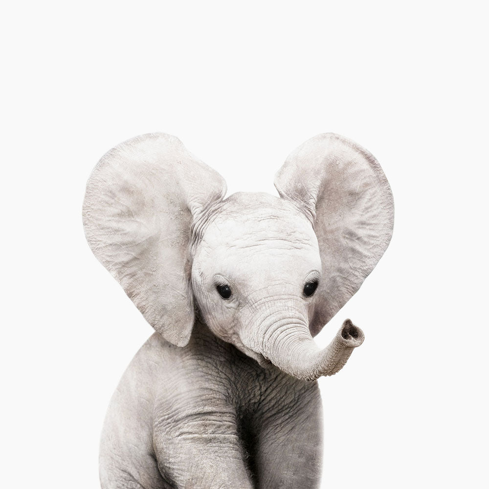 Classic Baby Animal Prints