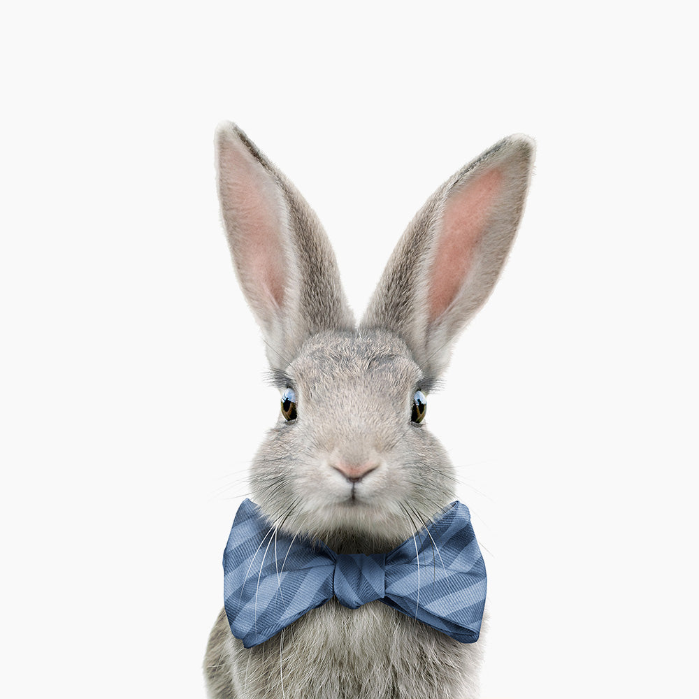 Animals with Cornflower Blue Bow Ties