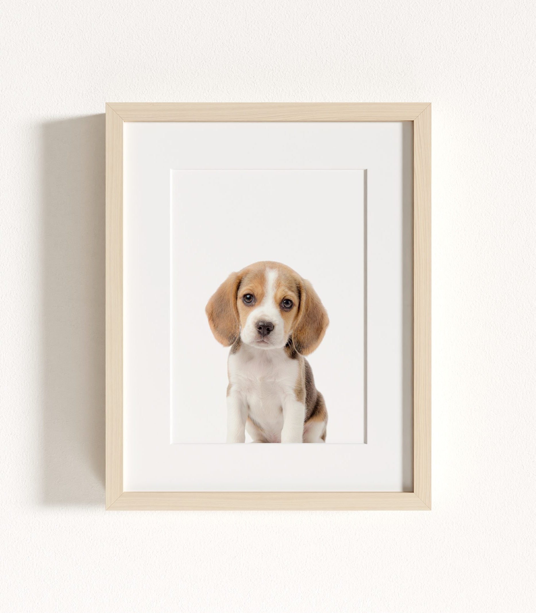 The Baby Animals 2026 Collection