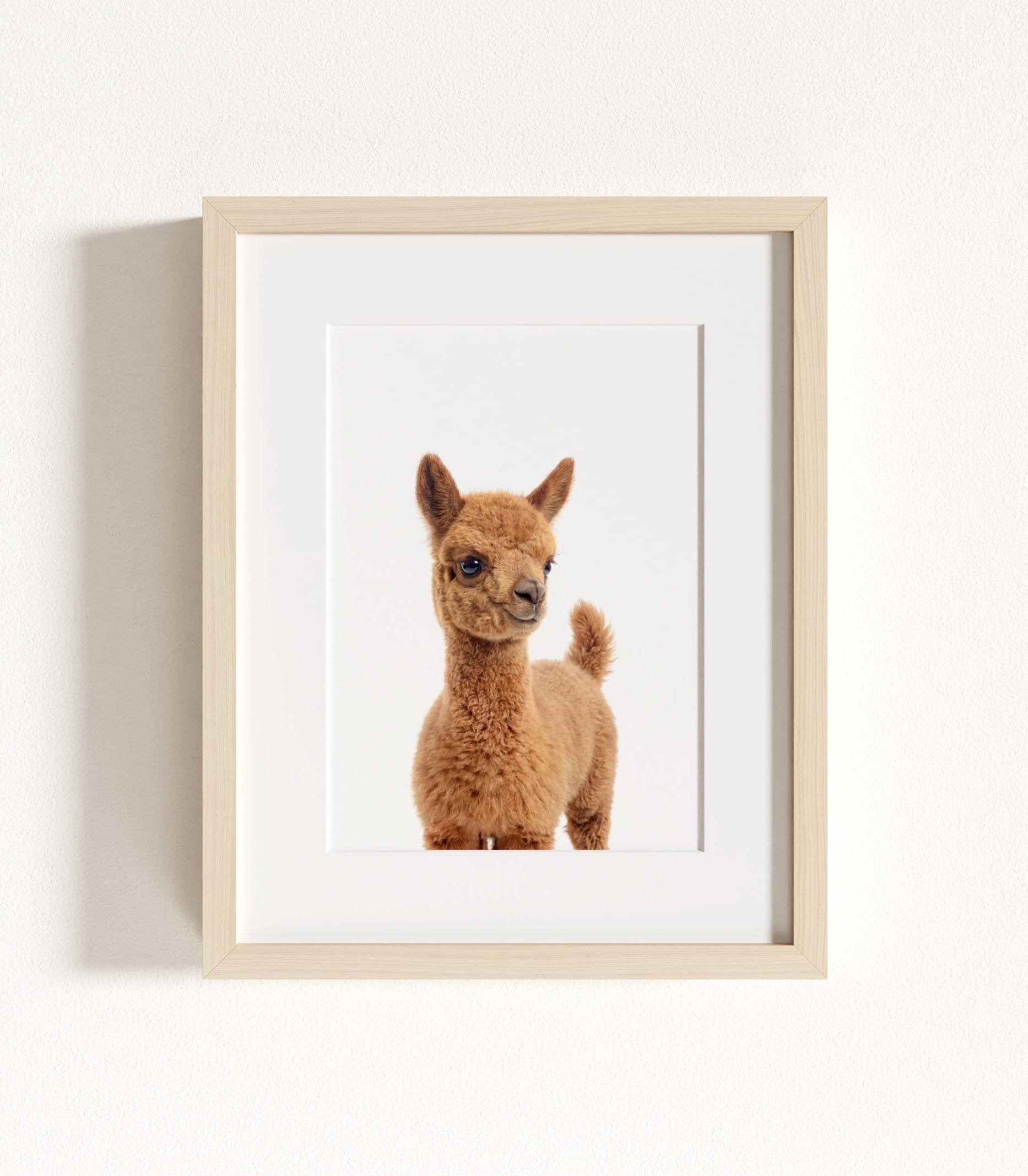 The Baby Animals 2026 Collection