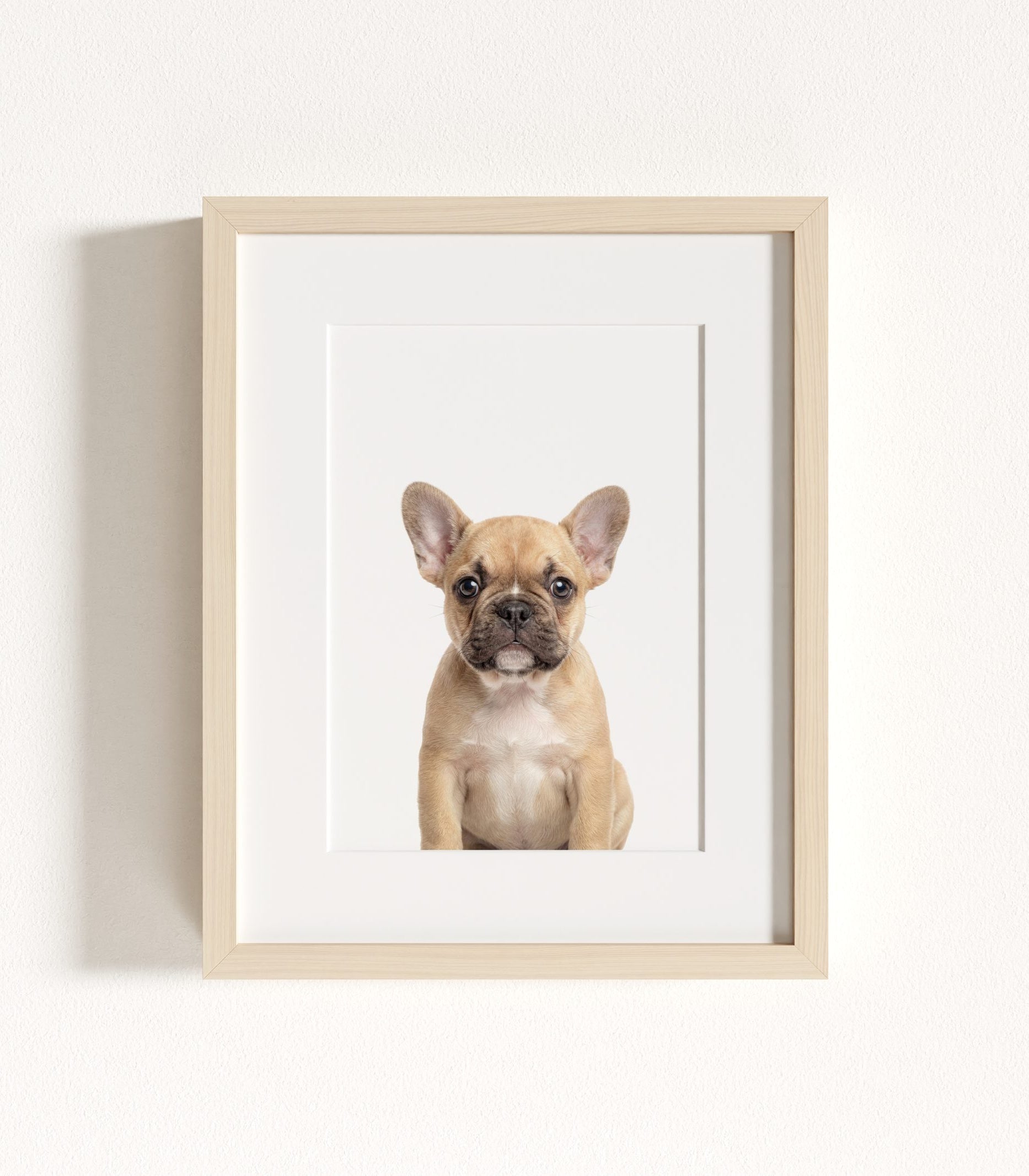 The Baby Animals 2026 Collection