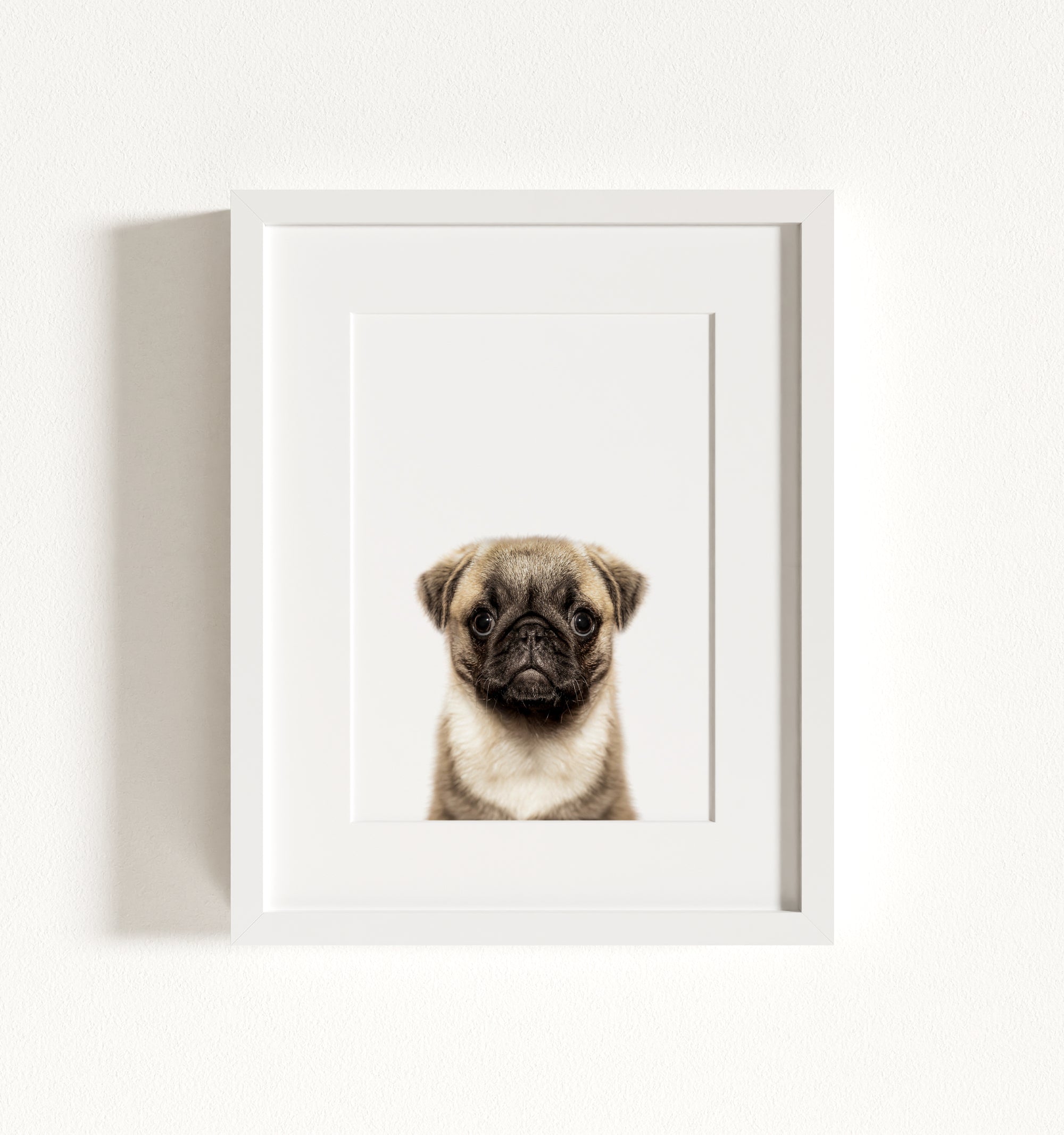 Baby Pug Puppy Framed Art – The Crown Prints