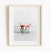 Flamingos