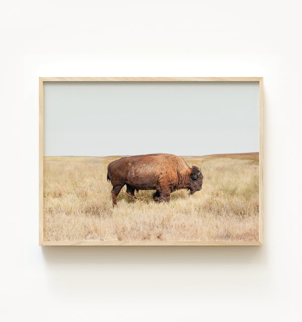 Prairie Bison — Framed Art