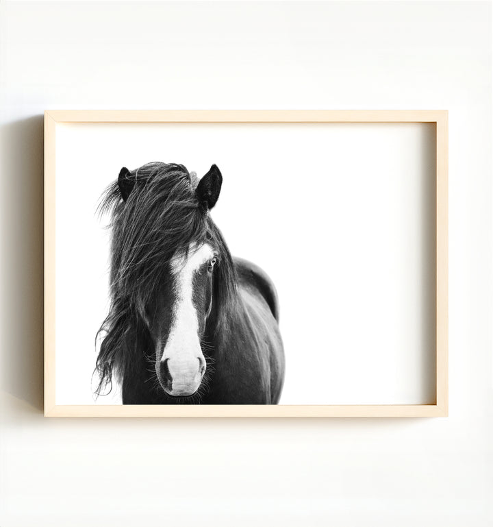 Black & White Icelandic Horse