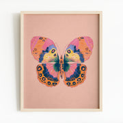 Butterfly 2