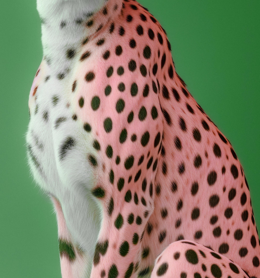 Portrait of a Pink Cheetah on Green Wall Art Print