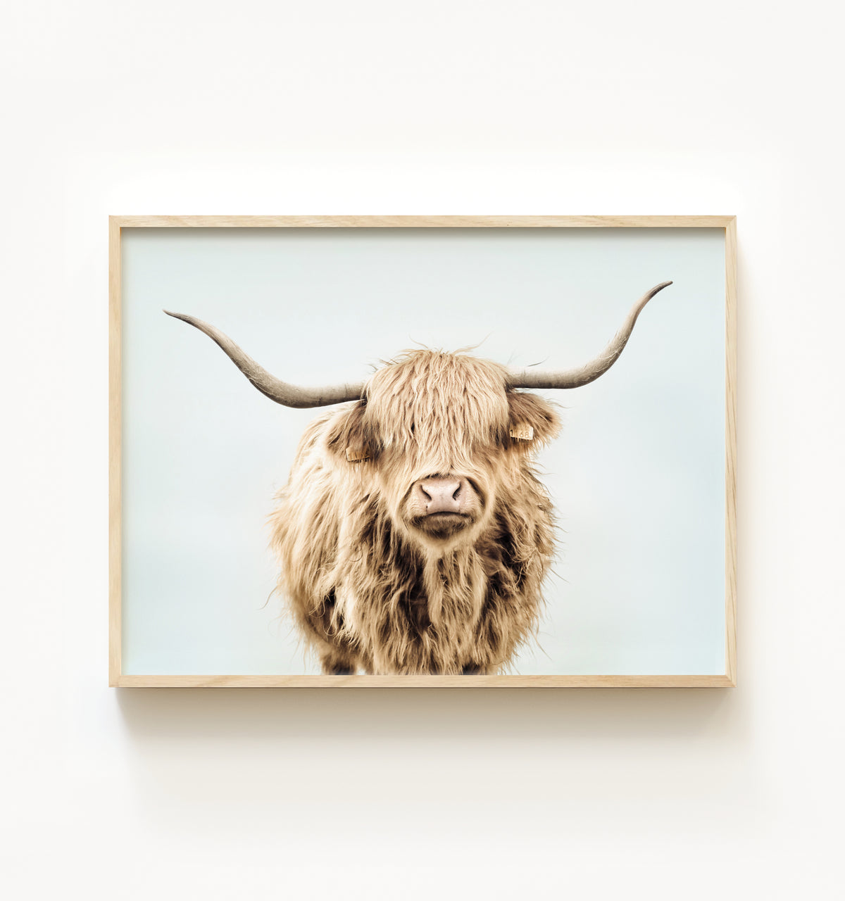 Highland Cow No. 3 with Background