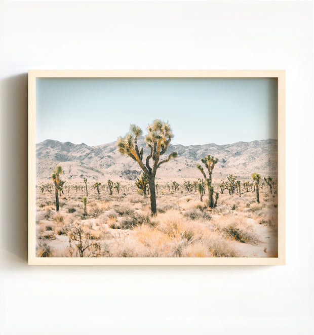 Joshua Tree
